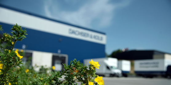 Grüne Pflanze vor unscharfem Firmengebäude mit Schriftzug – Fokus auf Natur und Identität im Unternehmensumfeld.