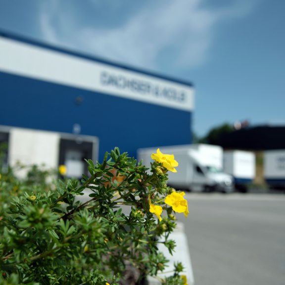 Grüne Pflanze vor unscharfem Firmengebäude mit Schriftzug – Fokus auf Natur und Identität im Unternehmensumfeld.