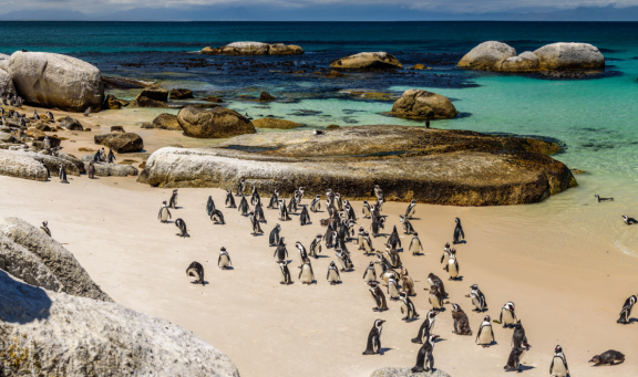 Auswandern nach Südafrika: Pinguine