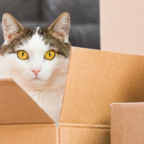 Katze sitzt in Umzugskarton – Tipps für einen stressfreien Umzug mit Katzen