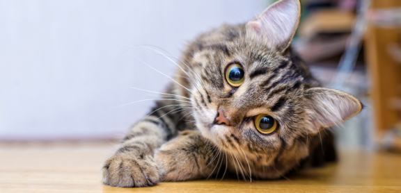 Entspannte Katze liegt auf dem Boden – stressfreier Umzug mit Katzen leicht gemacht