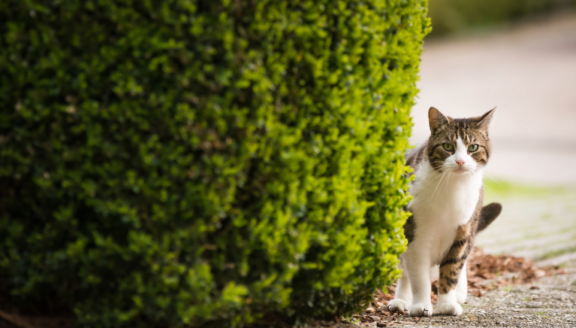 Freigängerkatze erkundet neue Umgebung nach Umzug – Tipps für sicheres Ankommen beim Umzug mit Katzen