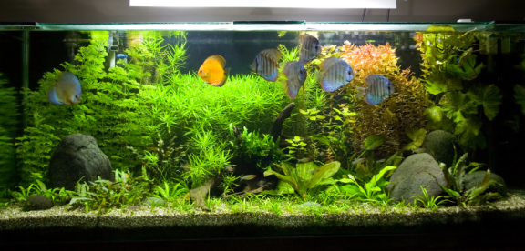 Voll bepflanztes Aquarium mit Diskusfischen – Vorbereitung auf sicheren Umzug mit Aquarium