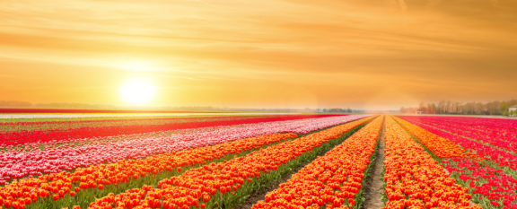 Auswandern in die Niederlande: Klima