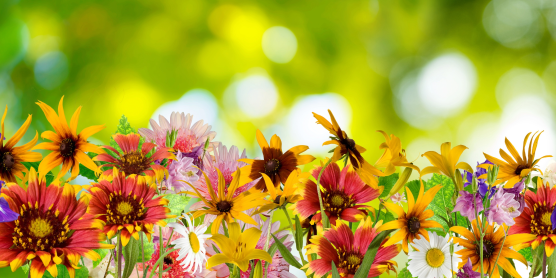 Bunte Blumen im Sonnenschein – Inspiration für Garten- und Landschaftsgestaltung nach dem Umzug.