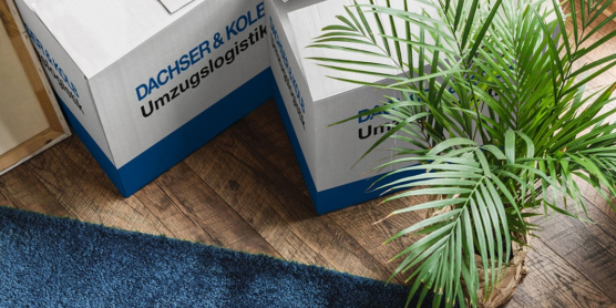 Umzugskartons auf Holzboden neben einem grünen Zimmerpflanze in heller Wohnungsecke.